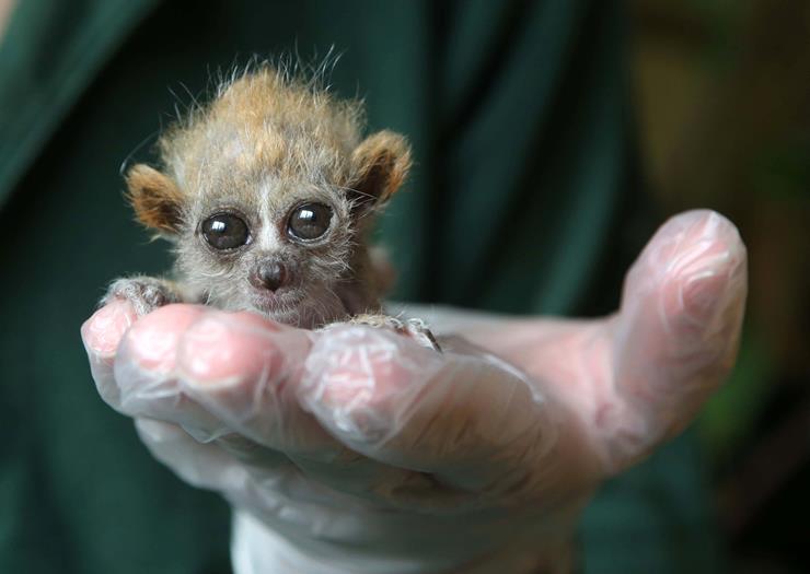 NOT FOR USE ON GREETING CARDS, POSTCARDS, CALENDARS OR ANY MERCHANDISING WORLDWIDE WITHOUT CLEARANCE BY RICHARD AUSTIN Mandatory Credit: Photo by Richard Austin/REX (3658530e) The 1-month-old slow loris baby Keepers hand-rear tiny abandoned slow loris baby at Paignton Zoo, Devon, Britain - 16 Mar 2014 *Full story: http://www.rexfeatures.com/nanolink/oos6 Dedicated keepers at Paignton Zoo are caring for a rare baby that weighed little more than a CD at birth. The pygmy slow loris - which weighed just 22 grams when it was born - was one of twins born to a first-time mother. Sadly, one twin did not survive and keepers stepped in to save the other when its mother abandoned it. For the first night head mammal keeper Craig Gilchrist slept in an office in the Zoo, feeding the minute youngster every couple of hours using a 1ml syringe and a small rubber teat. Seven mammal keepers now take it in turns to feed the tiny baby both day and night. And, because slow loris are nocturnal, the adorable youngster is more active and needs more frequent feeds overnight. Now, at around a month old, it has gone from 22 grams - less than a single AA battery - to over 30 grams - the weight of a dessert spoon. When fully grown the tiny mammal will only weigh around 500g or less.