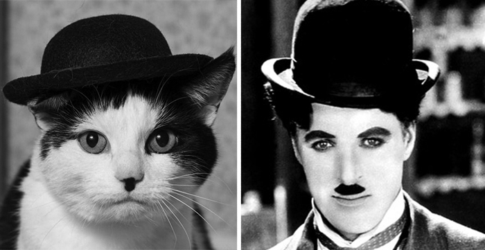cat-looks-like-other-thing-lookalikes-celebrities-23__700