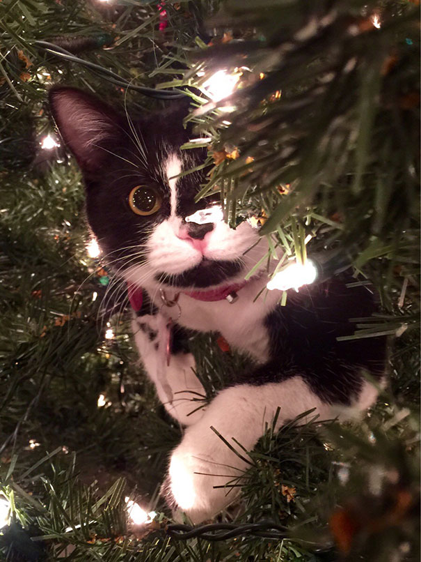 decorating-cats-destroying-trees-christmas-401__605