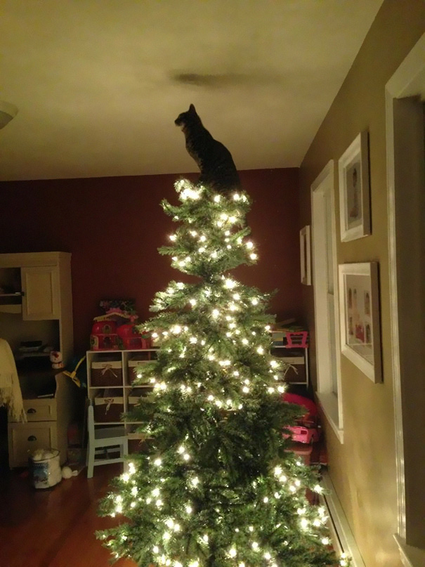 decorating-cats-destroying-trees-christmas-492__605