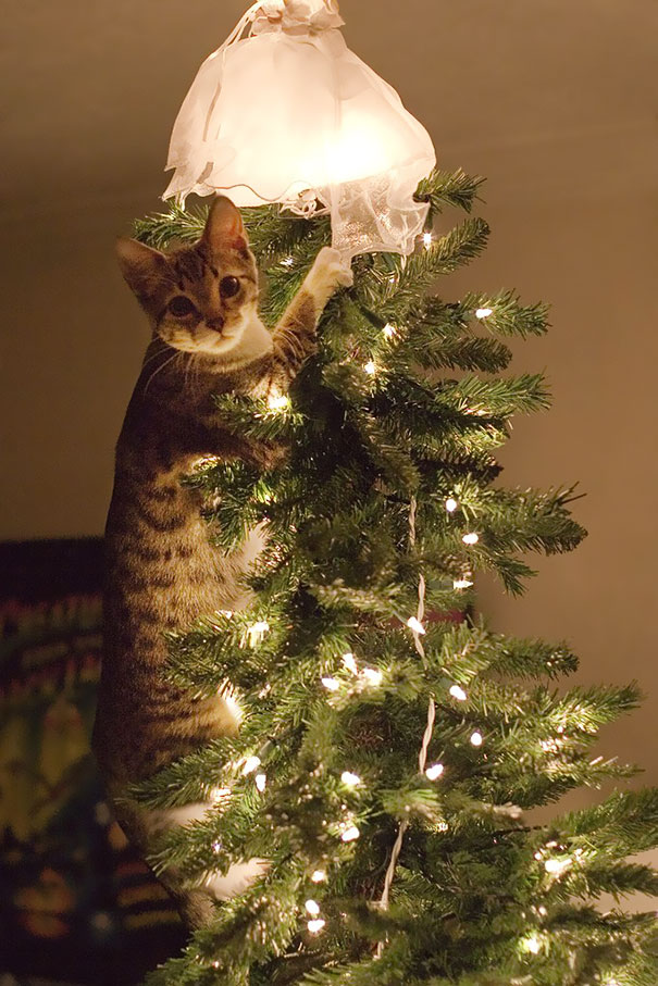decorating-cats-destroying-trees-christmas-49__605