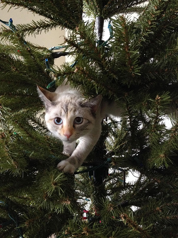 decorating-cats-destroying-trees-christmas-50__605