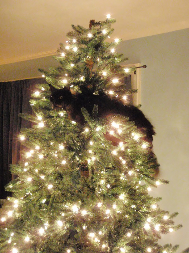 decorating-cats-destroying-trees-christmas-53__605