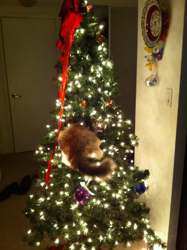 decorating-cats-destroying-trees-christmas-56__605