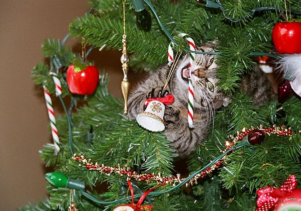 decorating-cats-destroying-trees-christmas-60__605