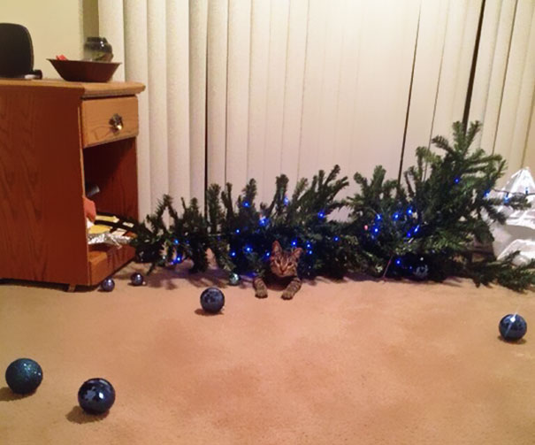 decorating-cats-destroying-trees-christmas-69__605