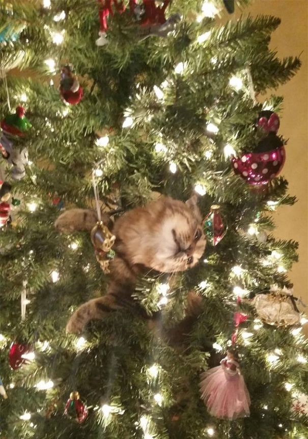 decorating-cats-destroying-trees-christmas-71__605