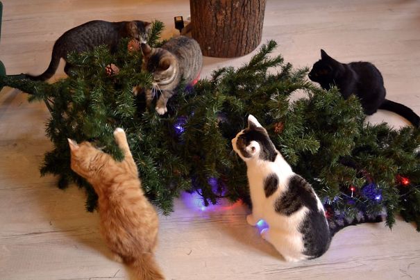decorating-cats-destroying-trees-christmas-73__605