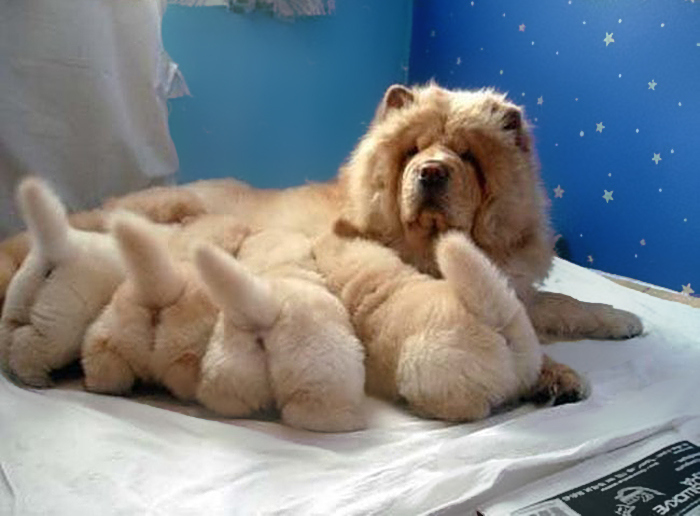 dogs-with-their-babies-113__700