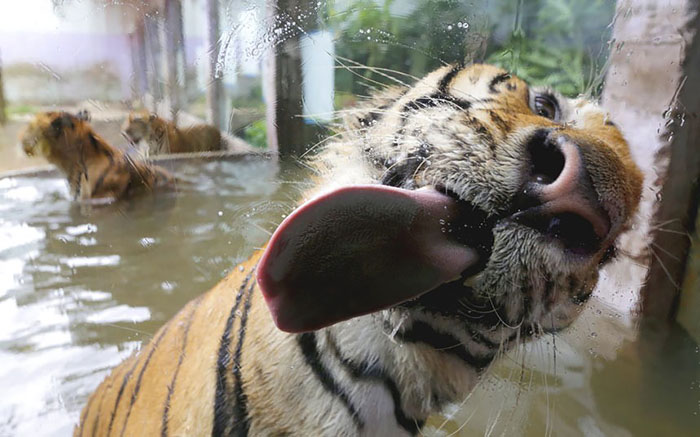 funny-animals-licking-glass-16__700