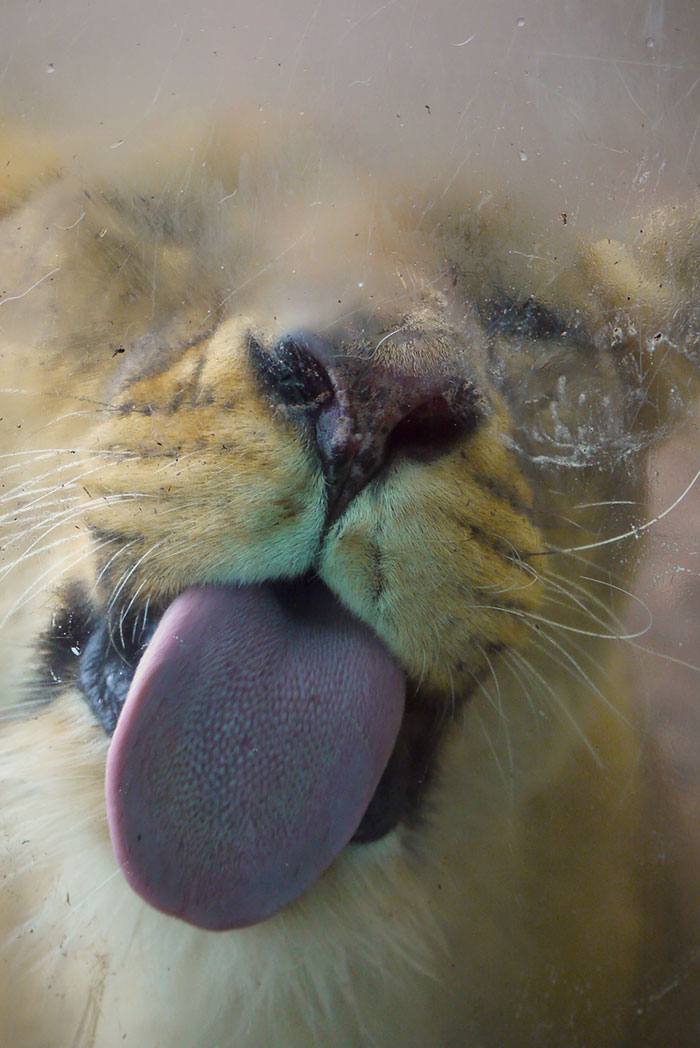 funny-animals-licking-glass-1__700