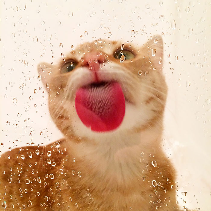 funny-animals-licking-glass-22__700