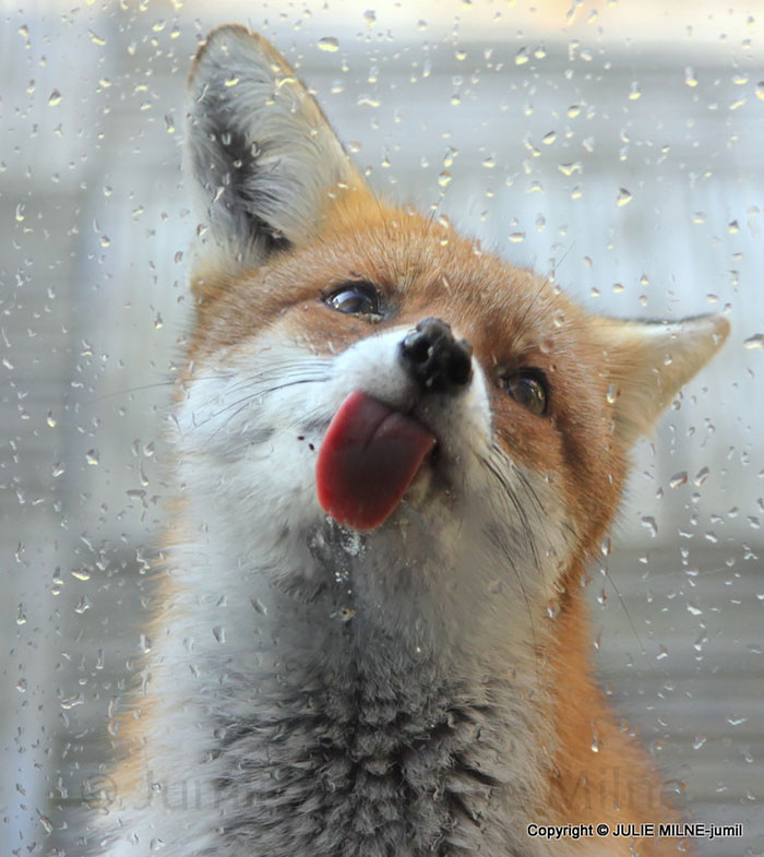 funny-animals-licking-glass-5__700