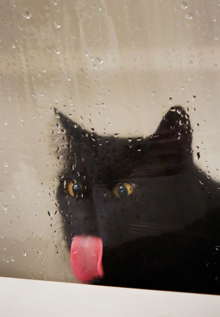 funny-animals-licking-glass-9__700