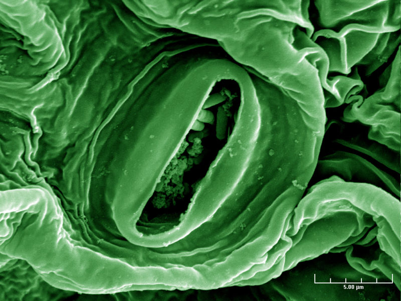 Bakteria E. Coli na sałacie