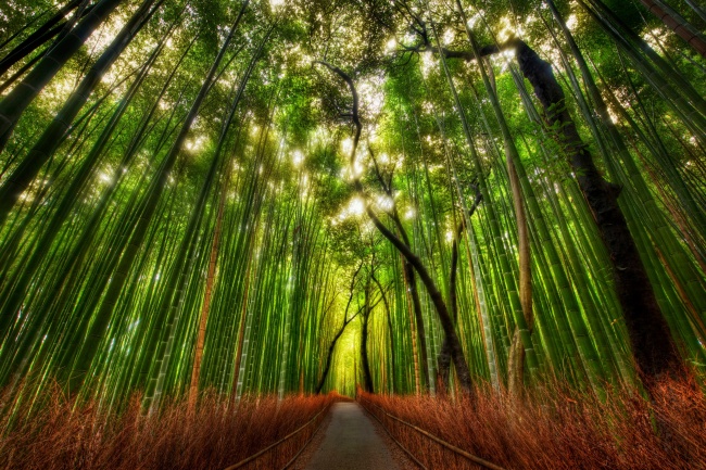 Bamboo forest in Japan.