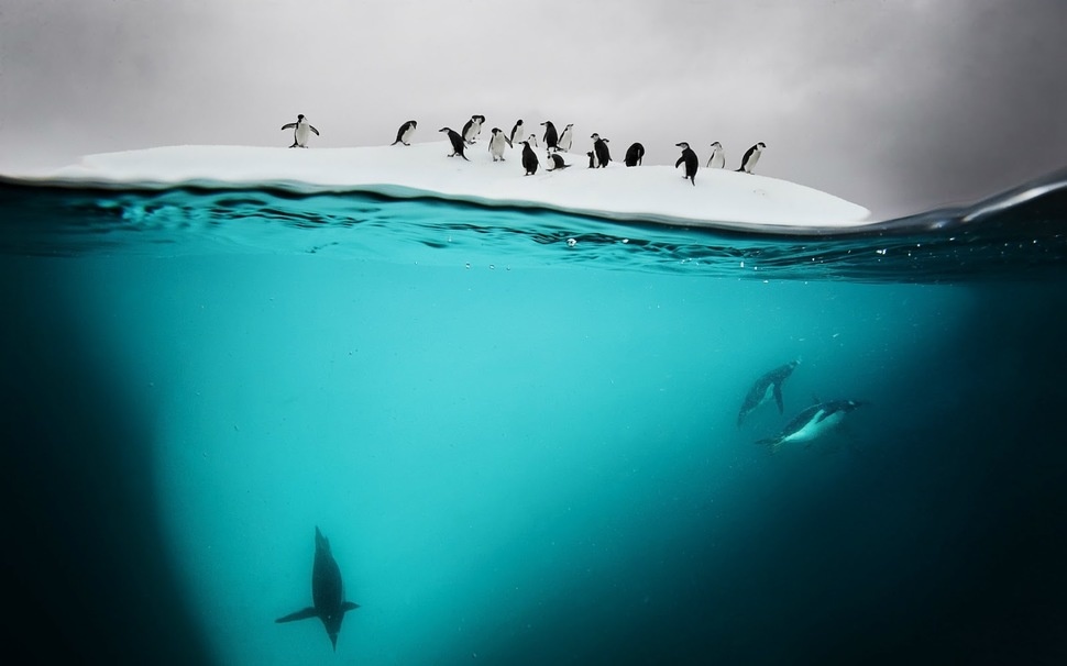 Wyspa Danco, Antarctica