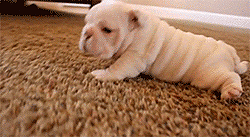 roly-poly-puppy-also-goes-Michelin-Man