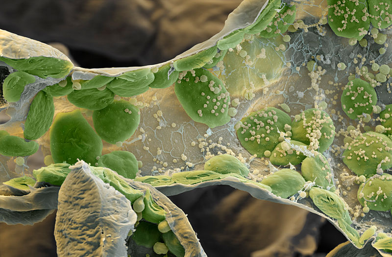 zielona chloroplasta w komórce roślinej
