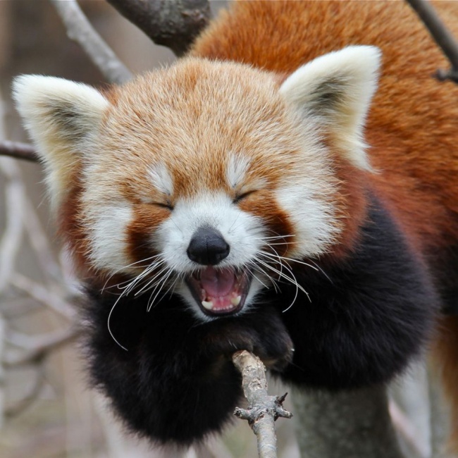 629855-650-1454999482-cropped-yawning-red-panda