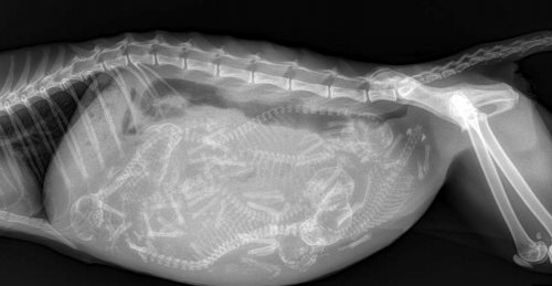 AN X-RAY IMAGE OF A CAT PREGNANT WITH SIX KITTENS