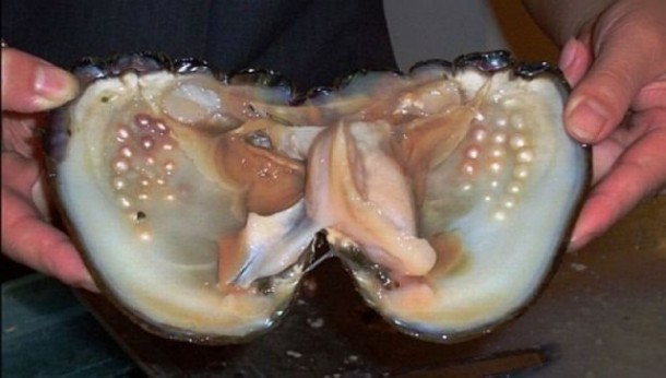 HOW OYSTERS MAKE PEARLS