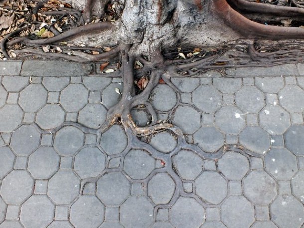 ROOTS THAT HAVE FOUND A WAY TO ADAPT