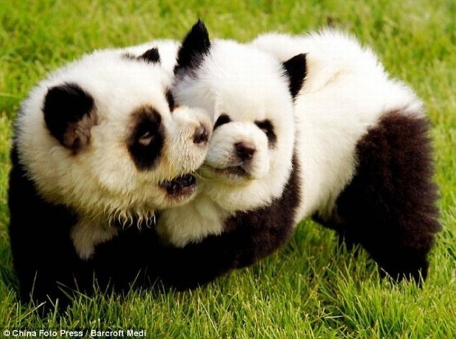 Pet pandas