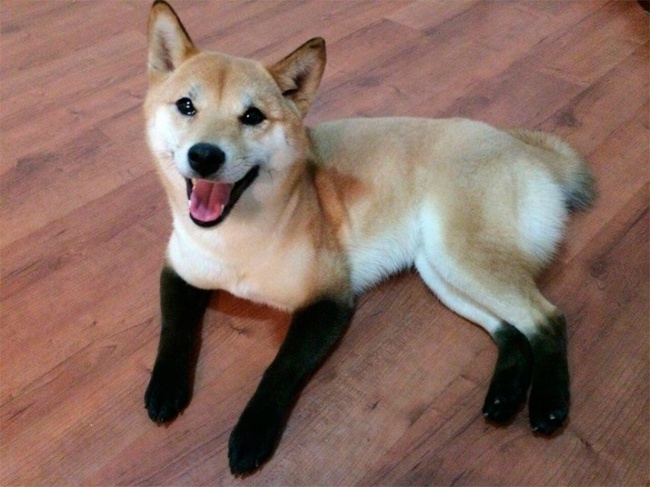 Shiba Inu in stockings