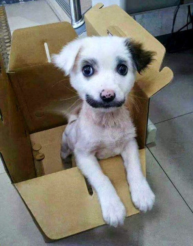 Surprise with a mustache