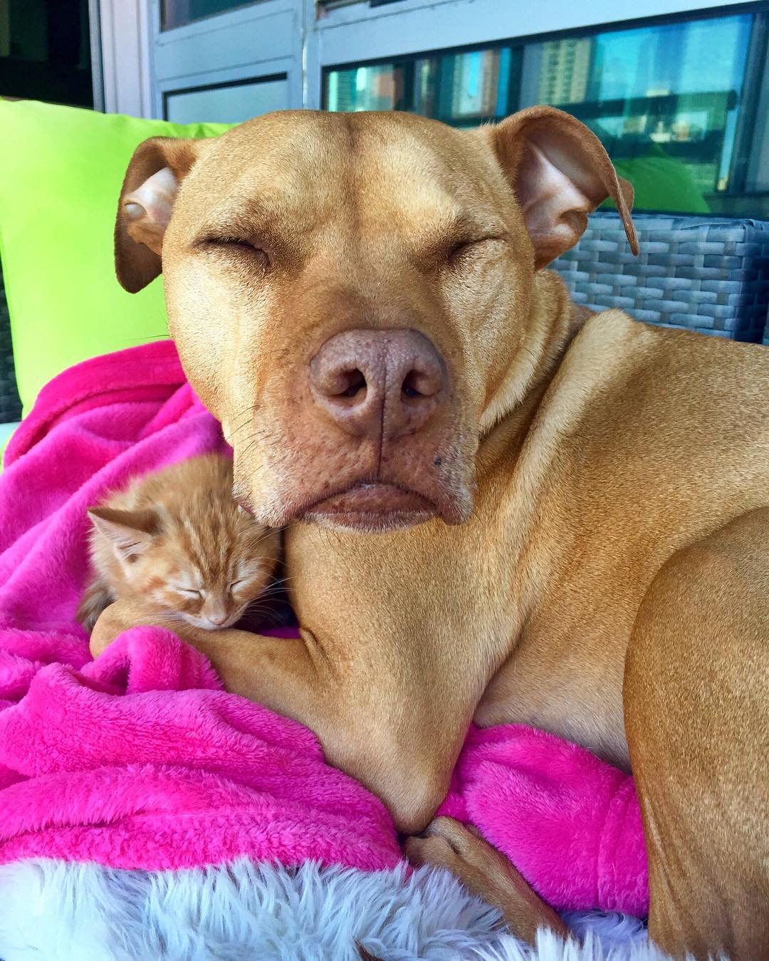 Pitbull traktuje kotkę jak córkę