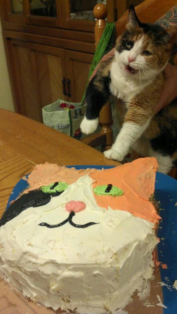 Zwierzęta i ich przyjęcie urodzinowe
