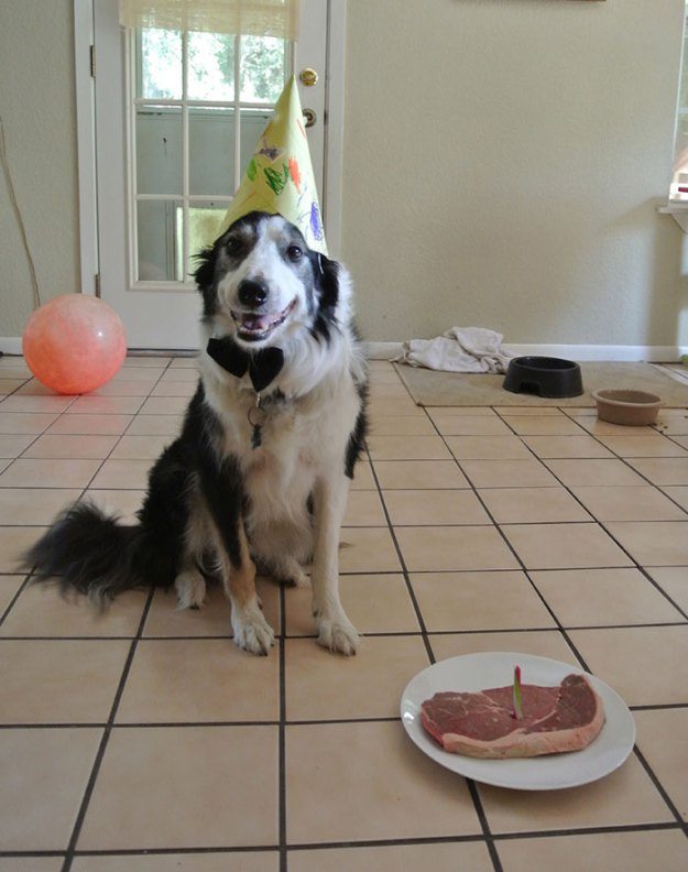 Zwierzęta i ich przyjęcie urodzinowe