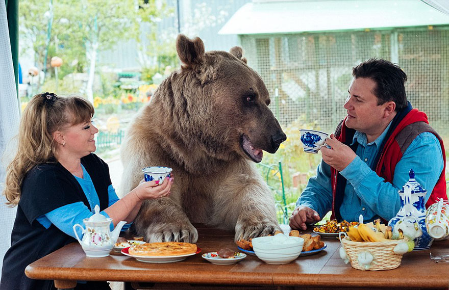 adopcja niedźwiedzia