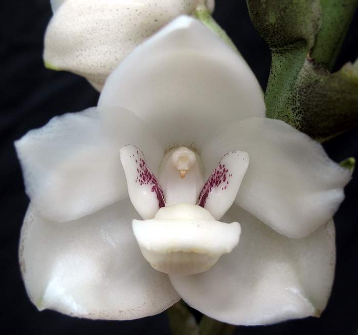 Peristeria elata - 8 najpiękniejszych a zarazem najdziwniejszych kwiatów