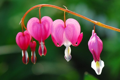 Serduszka okazała - 8 najpiękniejszych a zarazem najdziwniejszych kwiatów