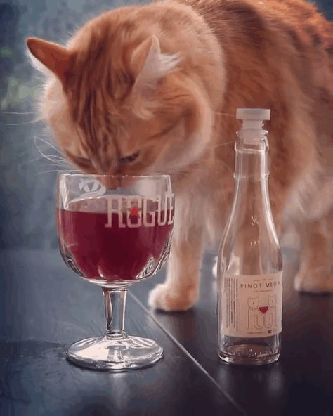 wino dla kotów