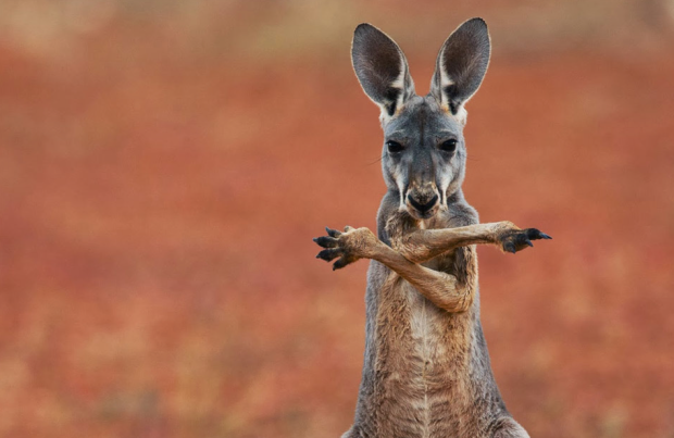 fascynujące fotografie z Australii