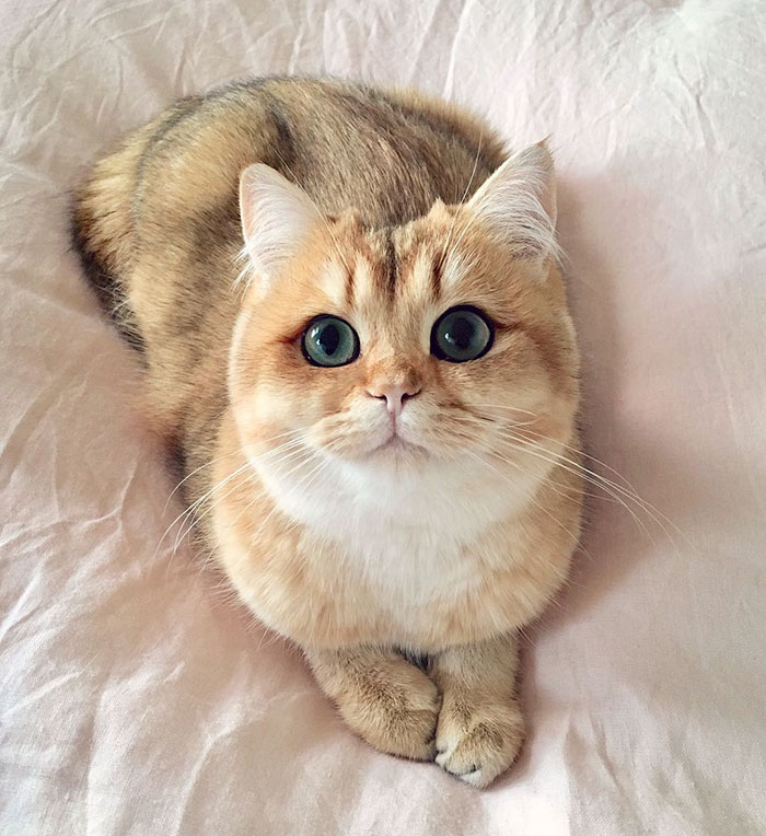 najpiękniejsze koty na świecie