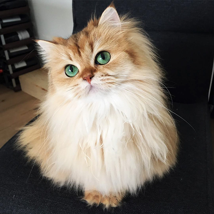 najpiękniejsze koty na świecie
