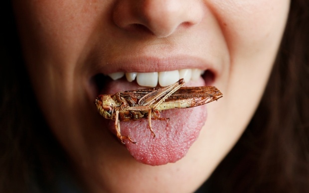 powody, dla których powinniśmy jeść owady