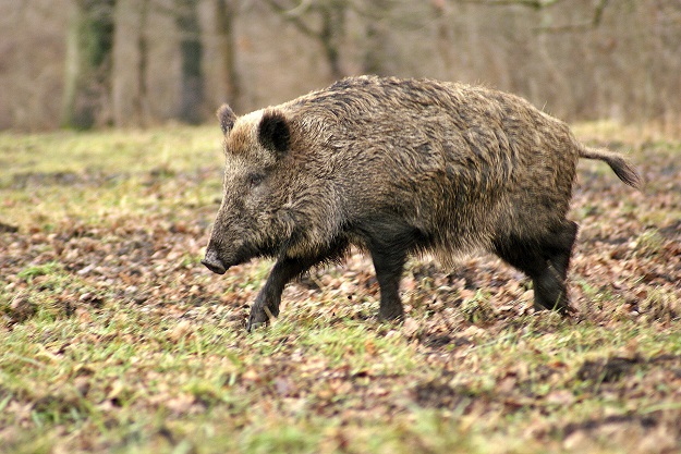  najbardziej niebezpieczne zwierzęta w Polsce