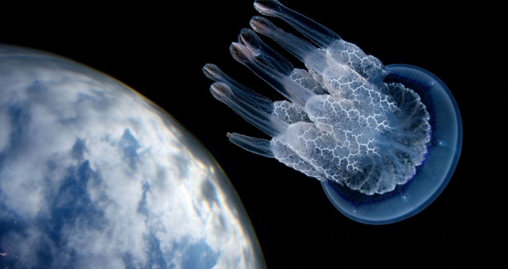 najbardziej niesamowite podwodne fotografie