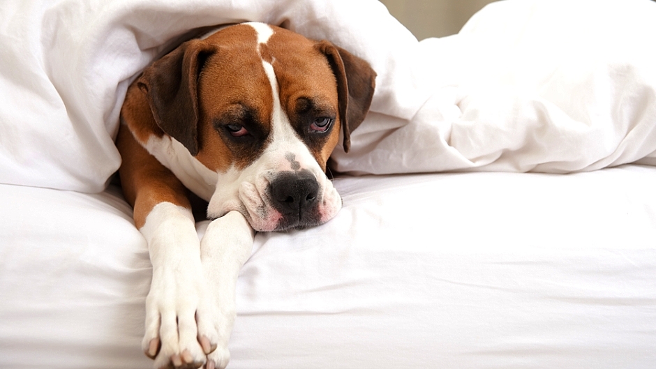 powody, dla których nie powinno się wyrzucać psa z łóżka