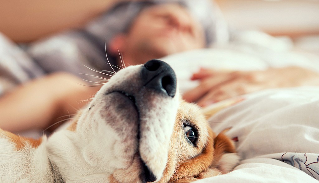 powody, dla których nie powinno się wyrzucać psa z łóżka