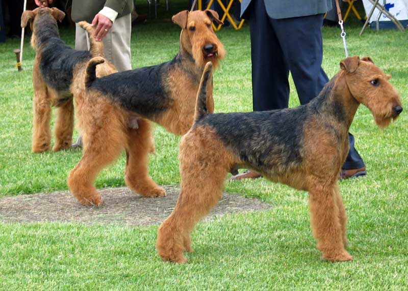 Airedale_Terriers_Flickr