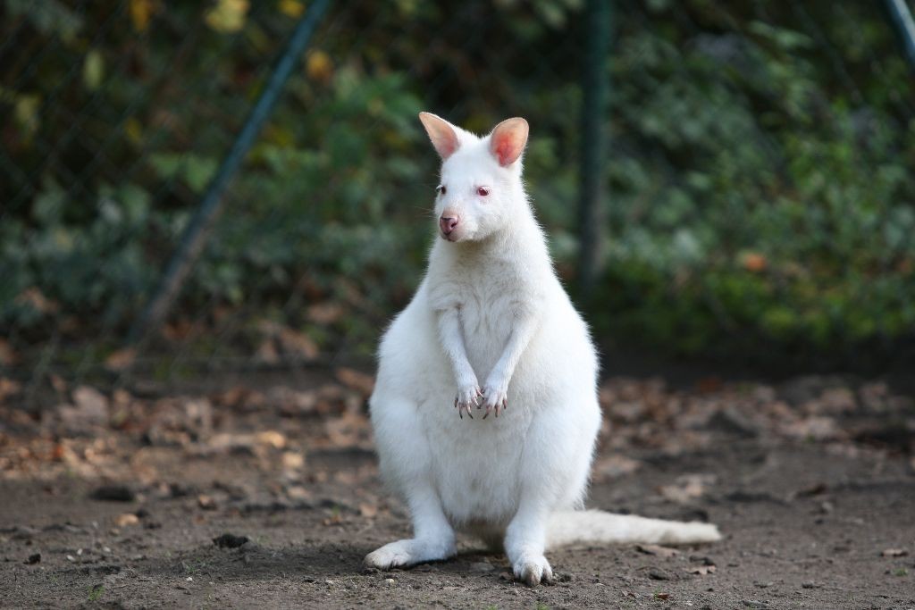 zwierzęta albinosy