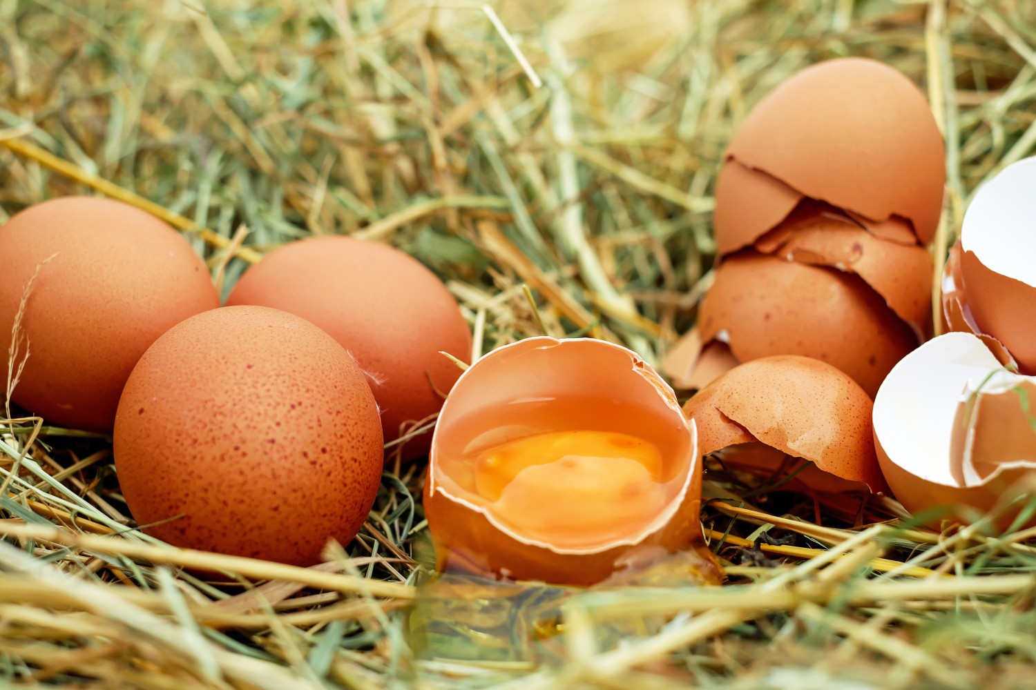 egg-chicken-eggs-raw-eggs-eggshell-128885