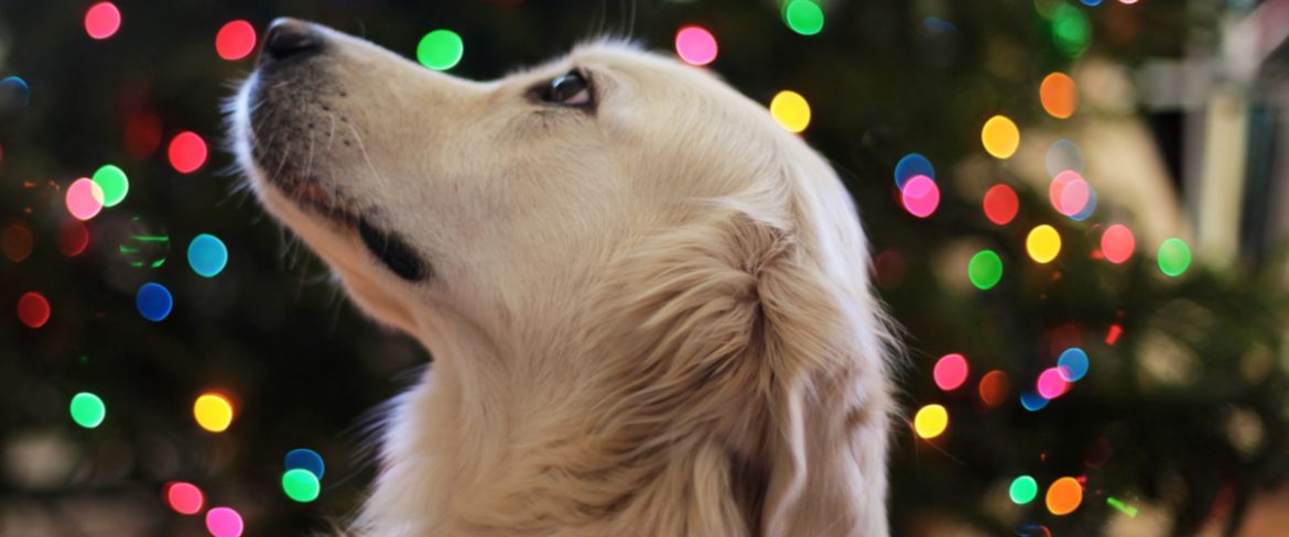 Szczeniak na gwiazdkę? To najgłupsze, co można wymyślić