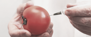 żywność GMO
